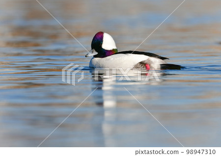 A rare species of ducks that came to the Tama River, the popular Buffalo with beautiful pure white wings and a rainbow-colored face 98947310