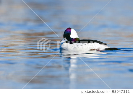 A rare species of ducks that came to the Tama River, the popular Buffalo with beautiful pure white wings and a rainbow-colored face 98947311