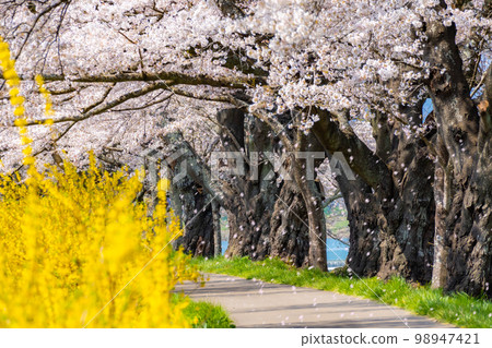 [櫻花暴風雪圖像] 東北櫻花名勝 Hitome Senbonzakura 的櫻花暴風雪 [宮城縣] 98947421