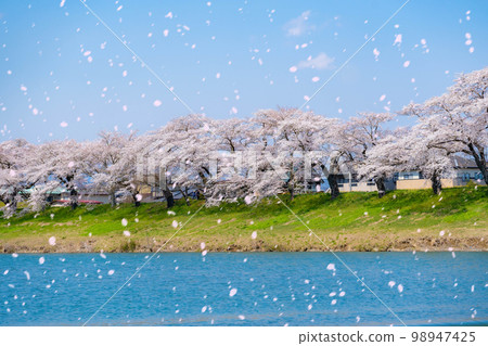 [櫻花暴風雪圖像] 東北櫻花名勝 Hitome Senbonzakura 的櫻花暴風雪 [宮城縣] 98947425