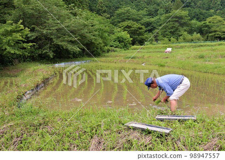 Spring scenery of farmers planting rice in terraced rice fields at the foot of the mountain in Moroyama Town, Yuzu no Sato Spring scenery of farmers planting rice in terraced rice fields at the foot of the mountain in Moroyama Town, Yuzu no Sato 98947557
