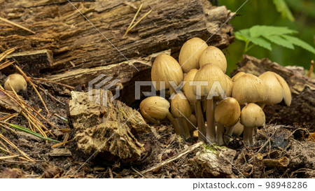 many edible mushrooms have grown from the old stump of the tree,backgrounds many edible mushrooms have grown from the old stump of the tree,backgrounds 98948286