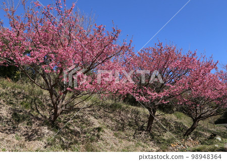 Toi cherry blossoms in full bloom at Koibito Misaki, Izu City 98948364