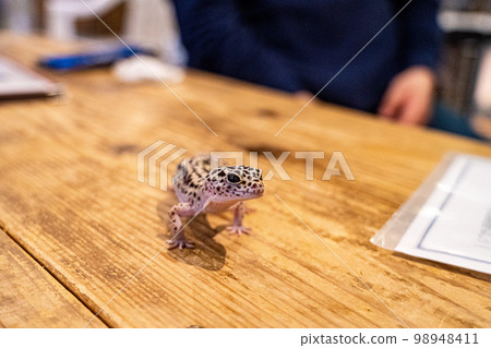 lizard on desk 98948411