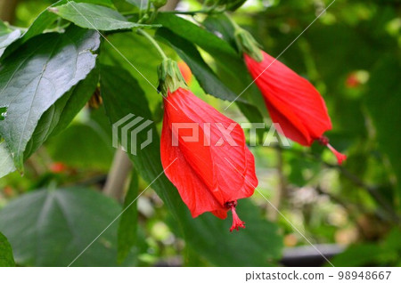 Unazuki Himefuyou (Nudhime Fuyou) in the botanical garden 98948667