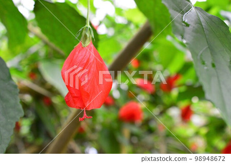 宇奈月姬芙蓉 (Nudhime Fuyou) 在植物園 98948672