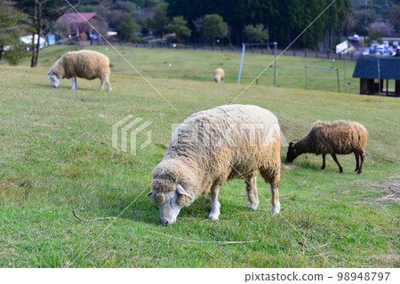A sheep A sheep 98948797