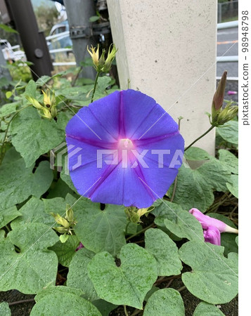 Morning Morning 98948798
