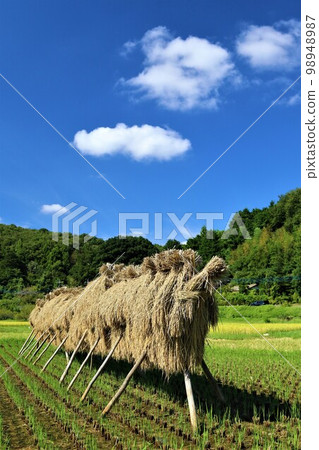Rice racks and blue sky scenery in Hatoyama Town Rice racks and blue sky scenery in Hatoyama Town 98948987