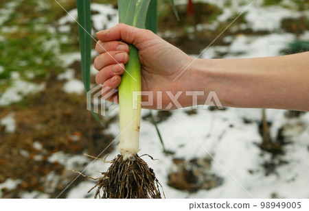 Leek harvest farm winter bio leaf hand farmer green field harvesting snow leke crops white, farming garden leaves organic Allium ampeloprasum porrum lek stem growing stalk ripe plantation vegetable Leek harvest farm winter bio leaf hand farmer green field harvesting snow leke crops white, farming garden leaves organic Allium ampeloprasum porrum lek stem growing stalk ripe plantation vegetable 98949005