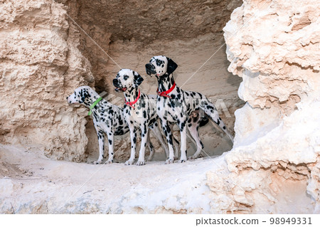 Portrait of three beautiful young Dalmatian dogs standing in a cave 98949331