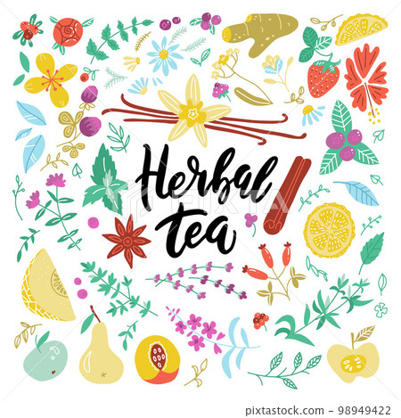 Botanical collection of doodle hand drawn herbal tea ingredients. Decorative vector set of vintage medicinal herbs, berries, fruit and spice sketch isolated on white. Botanical collection of doodle hand drawn herbal tea ingredients. Decorative vector set of vintage medicinal herbs, berries, fruit and spice sketch isolated on white. 98949422