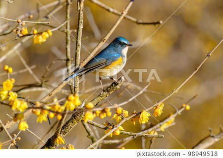 A bluebird of good fortune that lets you feel the spring 98949518