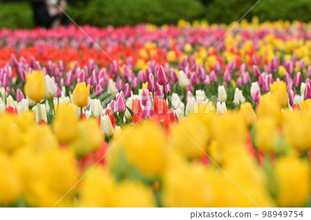 Colorful flower garden 98949754