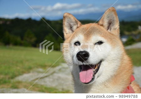 Shiba Inu smile Shiba Inu smile 98949788