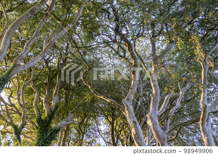 The Dark Hedges tree tunnel in Ballymoney, Northern Ireland The Dark Hedges tree tunnel in Ballymoney, Northern Ireland 98949906