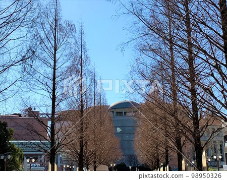 City scenery seen from dead trees City scenery seen from dead trees 98950326