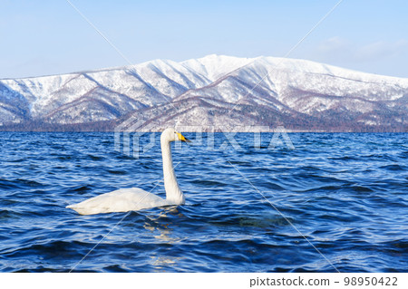 屈斜路沙浴中的天鵝 冬季北海道東部旅遊一月 98950422
