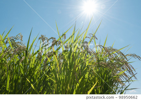 summer rice 98950662