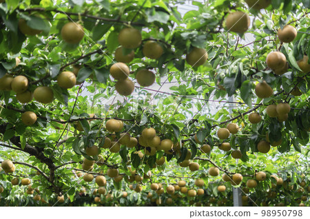 梨園裡的梨 98950798