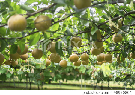 Pears in the pear field 98950804