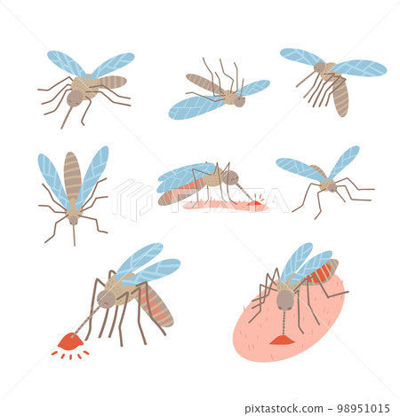 Insect mosquito pest set for repellent oil, spray and patches ads, poster. Flying, lying, blood-sucking mosquitoes collection. Flat vector illsutration. Insect mosquito pest set for repellent oil, spray and patches ads, poster. Flying, lying, blood-sucking mosquitoes collection. Flat vector illsutration. 98951015
