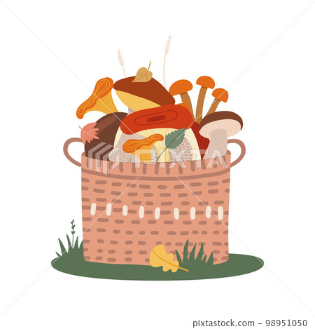 Basket of different edible mushrooms on the grass. Hand drawn colored flat vector illustration. 98951050