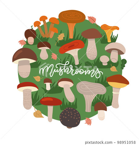 Mushrooms edible vegeterian mushrooming poster circle composition. Cartoon champignon, boletus, forest chanterelle patterned round concept on green grass circle. Vector flat hand drawn illustration. 98951058