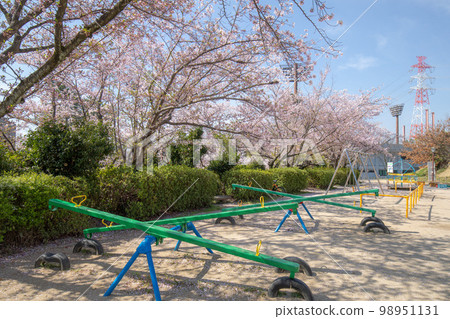 Kariya City Cherry blossoms in full bloom with Kijo Park 98951131