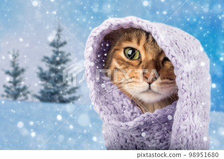Portrait of a Bengal cat in a knitted scarf. The cat sits outside in the snow in winter during a snowfall. 98951680