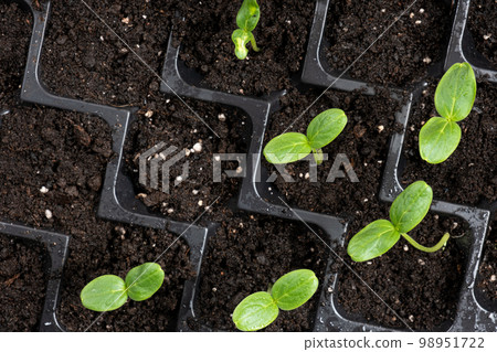 Growing cucumbers from seeds. Step 4 - First Sprouts Growing cucumbers from seeds. Step 4 - First Sprouts 98951722