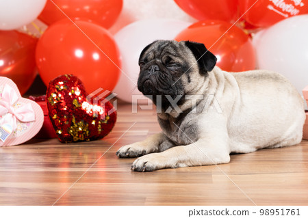 A cute pug sits among balls and hearts on Valentine's Day. Pets, dogs and their holidays 98951761