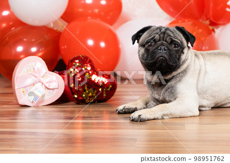 A funny cute pug sits near the balls on Valentine's Day and looks into the camera. Pets and Holidays A funny cute pug sits near the balls on Valentine's Day and looks into the camera. Pets and Holidays 98951762