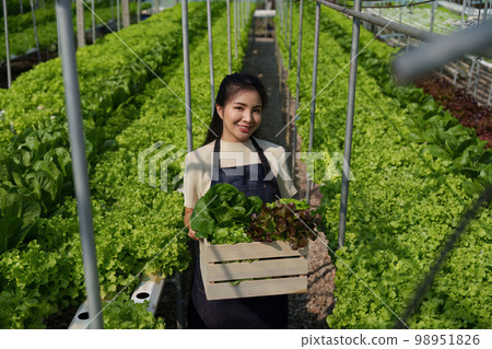 Asian business owner observed about growing organic in hydroponics farm. Growing organic vegetable and Green energy concept Asian business owner observed about growing organic in hydroponics farm. Growing organic vegetable and Green energy concept 98951826