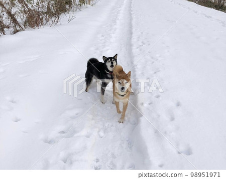 Siberian husky walking in the snow 98951971