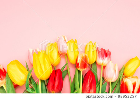 Spring. Colorful Dutch tulips on a pink background. Flat lay. Copy space. The concept of World Women's Day 98952257