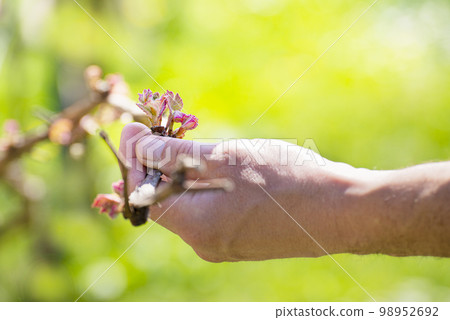 Caucasian gardener palm with grape vine on backyard background spring time 98952692