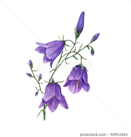 Watercolor illustration of wild flowers campanula isolated on white background. Perfect for template, wallpaper, print, textile, banner design, postcards, poster, decoration Watercolor illustration of wild flowers campanula isolated on white background. Perfect for template, wallpaper, print, textile, banner design, postcards, poster, decoration 98952802
