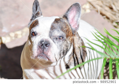 dog or French bulldog or old dog, old French bulldog dog or French bulldog or old dog, old French bulldog 98952901