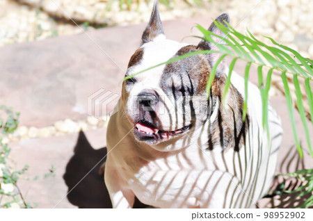 dog or French bulldog or old dog, old French bulldog 98952902