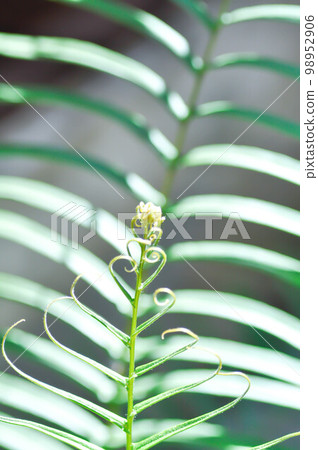 Pteris vittata or Pteris vittata L or fern , fern 98952906