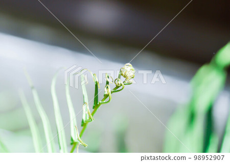 Pteris vittata or Pteris vittata L or fern , fern Pteris vittata or Pteris vittata L or fern , fern 98952907