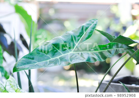 Alocasia longiloba miq, Alocasia longiloba or alocasia 98952908
