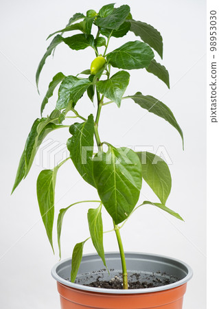 Growing peppers from seeds. Step 10 - small green pepper on the branch. 98953030