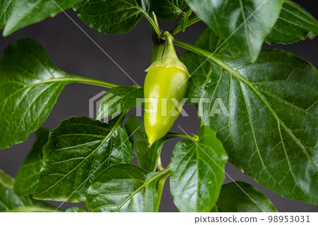 Growing peppers from seeds. Step 10 - small green pepper on the branch. Growing peppers from seeds. Step 10 - small green pepper on the branch. 98953031