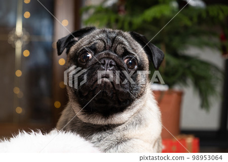 A beautiful cute one-year-old pug puppy looks into the camera close-up. Christmas, New Year and dogs, pets A beautiful cute one-year-old pug puppy looks into the camera close-up. Christmas, New Year and dogs, pets 98953064
