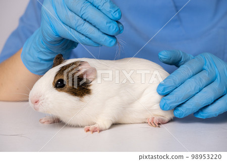 Hair loss in a guinea pig, examination by a veterinarian Hair loss in a guinea pig, examination by a veterinarian 98953220
