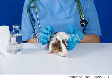 A veterinarian in gloves calms and strokes the guinea pig for examination. A veterinarian in gloves calms and strokes the guinea pig for examination. 98953221