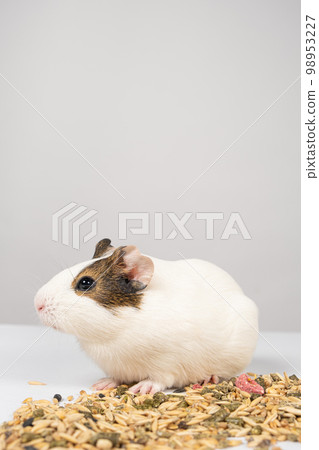 A small guinea pig sits near the feed on a white background. 98953227