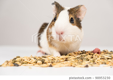 A small guinea pig sits near the feed on a white background. 98953230
